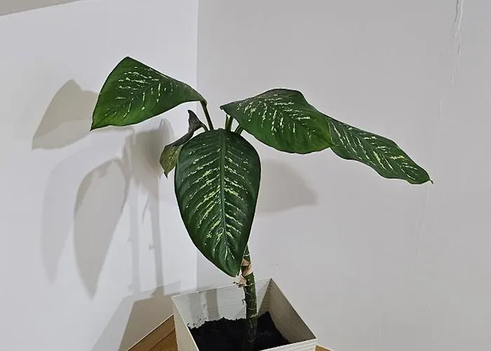 Panorama 2 Požarevac